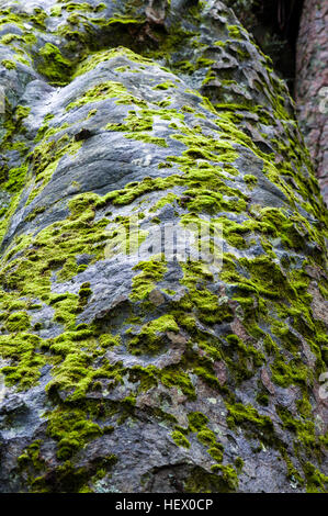 A moss and bryophyte colony growing on the surface of a rock pillar ...