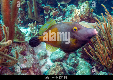 An orange spotted Filefish, Oxymonacanthus longirostris, swimming in a Caribbean reef. Stock Photo