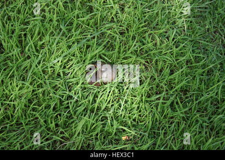 Shell on the grass with sunlight Stock Photo