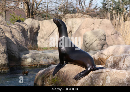 Sea Lion Stock Photo