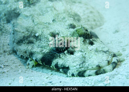 Tentacled flathead or Crocodilefish (Papilloculiceps longiceps), Red sea, Sharm El Sheikh, Sinai Peninsula, Egypt