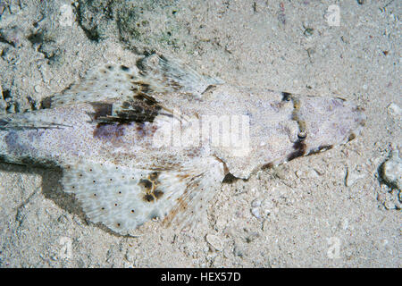 Tentacled flathead or Crocodilefish (Papilloculiceps longiceps), Red sea, Sharm El Sheikh, Sinai Peninsula, Egypt