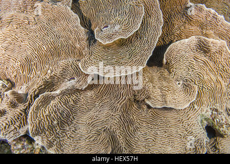 Serpent Coral (Pachyseris speciosa) Red Sea, Egypt Stock Photo