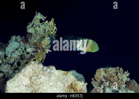 Broomtail wrasse (Cheilinus lunulatus) swims near coral reef, Red sea, Sharm El Sheikh, Sinai Peninsula, Egypt Stock Photo