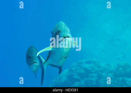 fish couple Bluefin trevally, Bayad, Bluefin jack, bluefin kingfish, Bluefinned crevalle, Blue ulua, Omilu or Spotted trevally (Caranx melampygus) Red Stock Photo