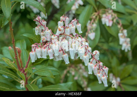 A Pieris (Lily of the Valley shrub) blooms in spring, with white flowers, red stems and green foliage. Stock Photo