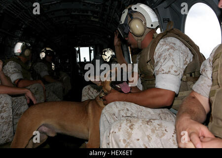 Members of Military Police Support Company, III Marine Expeditionary Force Headquarters Group, III MEF, calm their military working dogs as the CH-46 Sea Knight prepares to take flight during helicopter familiarization training Oct. 15. (Photo by: Cpl. Rebekka S. Heite) Devil Dogs take flight MP dogs, handlers prepare for deployment DVIDS335370 Stock Photo