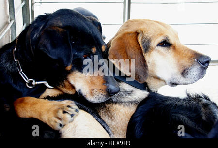 New Zealand’s hard-working farm dogs are worth gold to their owners, who often give them affectionate names such as Girlie, Fly, Stride, Beaut and Loyal. These huntaways, beardies and other purpose-bred herders muster thousands of sheep and cattle across hill and high country – a tough job that can’t be done any other way. Stock Photo