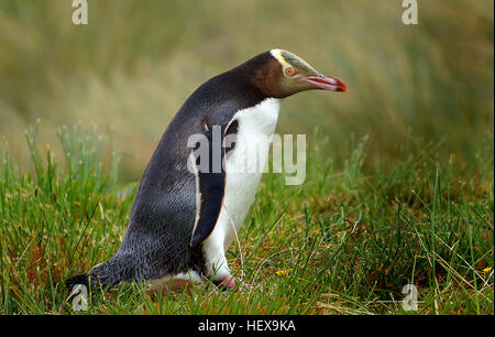 The yellow-eyed penguin/hoiho (Megadyptes antipodes) is named for its yellow iris and distinctive yellow headband.  Adults are grey-blue in colour, with a snow-white belly and pink feet.  Yellow-eyed penguin in dunes. Photo: Rod Morris. The yellow-eyed penguin/hoiho is named for its yellow iris and distinctive yellow headband Their chicks are covered in thick, brown fluffy feathers that they shed to fledge at between 98 to 120 days. Their immature plumage has a yellow head band and extends to a yellow head with fully adult plumage when they're 14 - 16 months old.  The species' Māori name, hoih Stock Photo