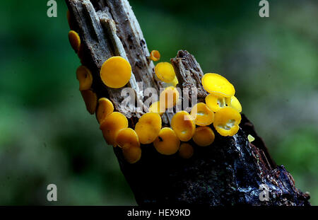 Bisporella citrina, commonly known as yellow fairy cups or lemon discos, is a species of fungus in the family Helotiaceae. The fungus produces tiny yellow cups up to 3 mm (0.12 in) in diameter, often without stalks, that fruit in groups or dense clusters on decaying deciduous wood that has lost its bark. The widely distributed species is found in North Africa, Asia, Europe, North America, and Central and South America. Found in late summer and autumn, the fungus is fairly common, but is easily overlooked owing to its small size. Stock Photo