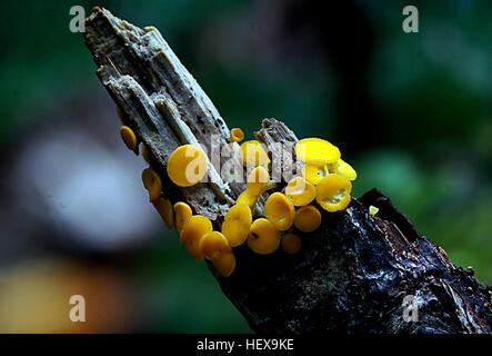 Bisporella citrina, commonly known as yellow fairy cups or lemon discos, is a species of fungus in the family Helotiaceae. The fungus produces tiny yellow cups up to 3 mm (0.12 in) in diameter, often without stalks, that fruit in groups or dense clusters on decaying deciduous wood that has lost its bark. The widely distributed species is found in North Africa, Asia, Europe, North America, and Central and South America. Found in late summer and autumn, the fungus is fairly common, but is easily overlooked owing to its small size. Stock Photo