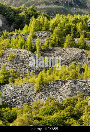 Silver Birch trees on a scree slope at Hodge Close Quarry, Lake District Stock Photo