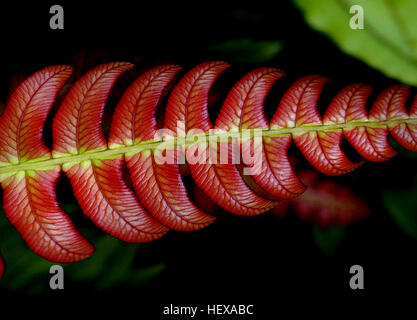 Blechnum novae-zelandiae, commonly known as palm-leaf fern or kiokio, is a species of fern found in New Zealand. It can often be found growing in clay soil on embankments and roadsides The red colouring in the leaves is a chemical called anthocyanin. It lives in soft young leaves and is like a sunscreen for plants! It helps with photosynthesis, where the plant uses the sun’s energy to feed itself.  As the leaves get older and harden up, they will replace the anthocyanin with chlorophyll which is green and better at using sunshine. Stock Photo