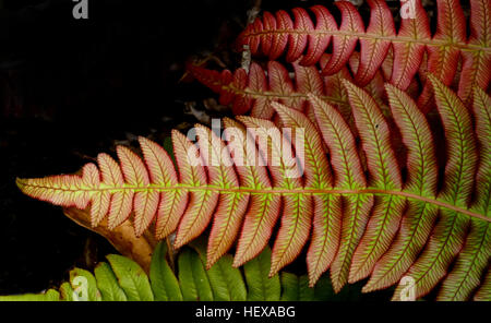 Blechnum novae-zelandiae, commonly known as palm-leaf fern or kiokio, is a species of fern found in New Zealand. It can often be found growing in clay soil on embankments and roadsides.    B. novae-zelandiae has long fronds that grow up to 2 metres long by 50 cm wide. They are pink when new and as they age they turn green and darken Stock Photo