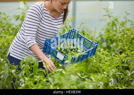 Woman in polytunnel harvesting fresh chilli peppers Stock Photo