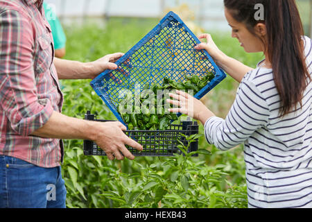 Couple in polytunnel harvesting fresh chilli peppers Stock Photo