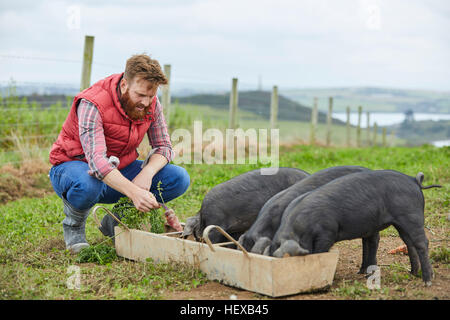 Man on farm feeding piglets Stock Photo