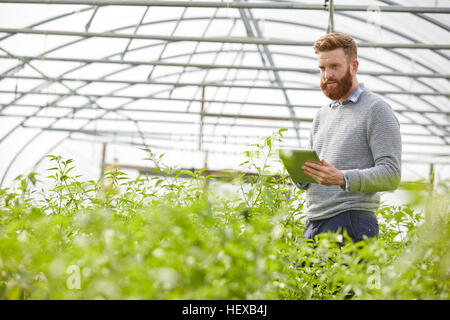 Man in polytunnel using digital tablet Stock Photo
