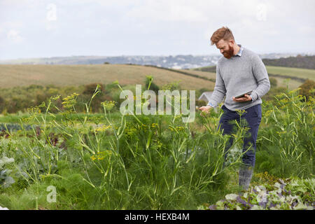 Man on farmland using digital tablet Stock Photo