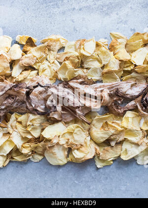 Close up of flower petals lined up in a row, overhead view Stock Photo