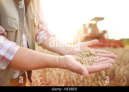 Cropped view of farmer in wheat field holding wheat grains Stock Photo