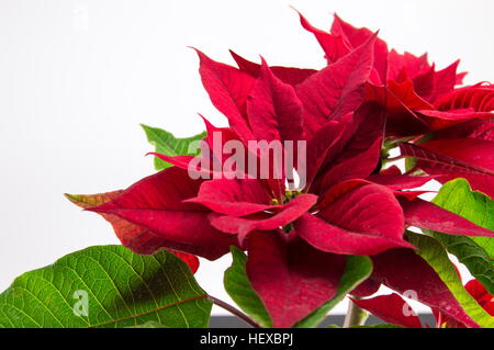 Christmas Star Poinsettia red tree on white background Stock Photo