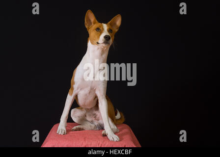 Studio portrait of elegant Basenji dog sitting on red stool Stock Photo