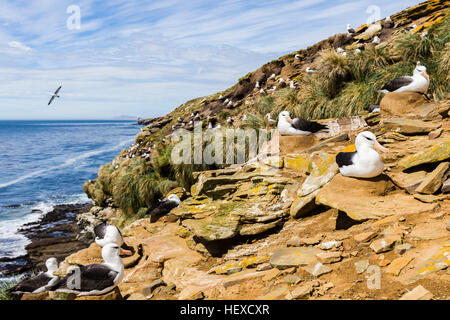 Black Browed Albatross (Diomedea melanophris) Bird and Chick, Bird ...