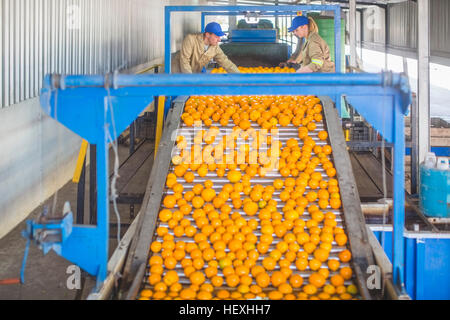 Workers on orange farm picking oranges from conveyor belt Stock Photo