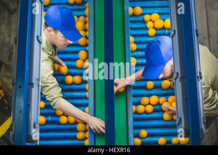 Workers on orange farm picking oranges from conveyor belt Stock Photo