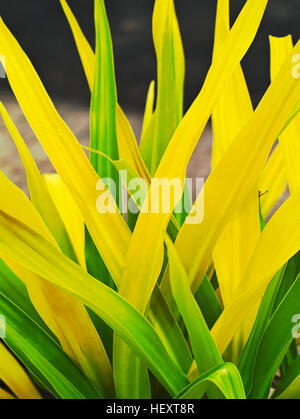 closeup shot of green and yellow leaves of a Crinum asiaticum or poison bulb, giant crinum lily, grand crinum lily, spider lily