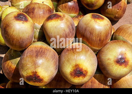 Asian Palmyra (Borassus Flabellifer) fruit, Myanmar Stock Photo