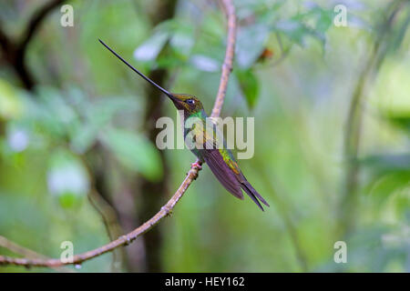 Sword-billed Hummingbird Ensifera ensifera in Ecuador Stock Photo