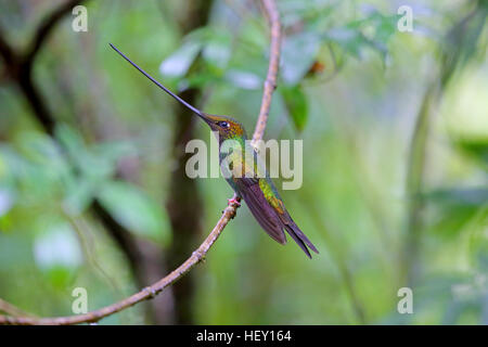 Sword-billed Hummingbird Ensifera ensifera in Ecuador Stock Photo