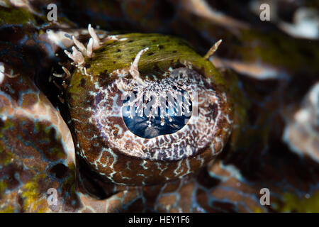 Detail of the eye of a Crocodilefish (Cymbacephalus beauforti). This predator lives on reefs throughout the Indo-Pacific region. Stock Photo