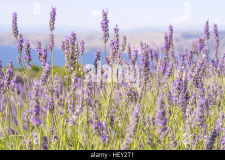 Close up image of lavender which is traditionally grown on terraces on Hvar Island in Croatia. Stock Photo