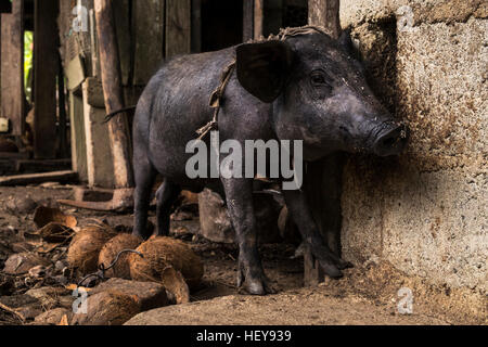 Little black piglet in pen on a farm in Baracoa, Cuba Stock Photo