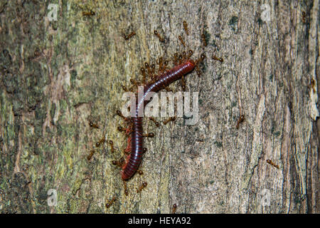 Dead centipede carried by ants to their nest with coordination Stock Photo