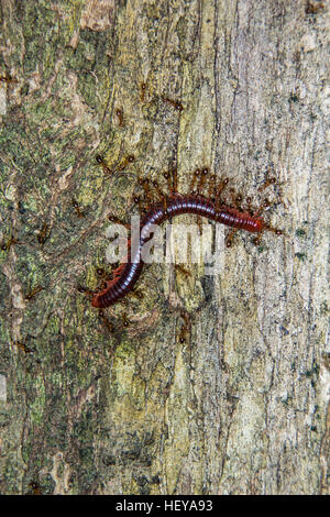 Dead centipede carried by ants to their nest with coordination Stock Photo