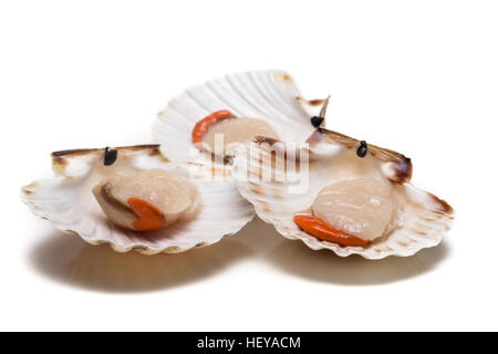 Fresh opened scallop on white background Stock Photo