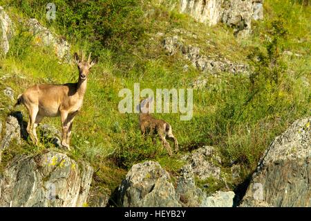 ibex on a background of green forest in the mountains Stock Photo