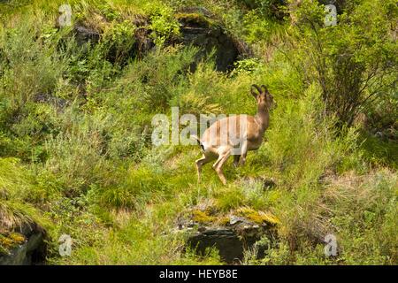 ibex on a background of green forest in the mountains Stock Photo