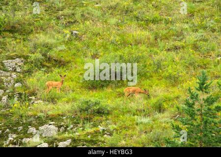 family of  roe deer grazing in the meadow Stock Photo