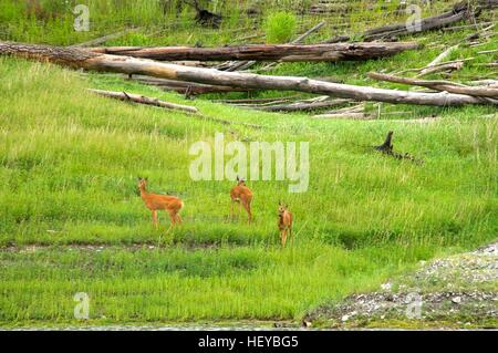 family of  roe deer grazing in the meadow Stock Photo