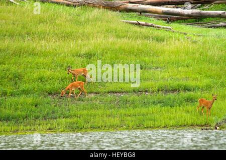 family of  roe deer grazing in the meadow Stock Photo