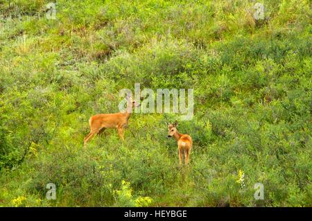 family of  roe deer grazing in the meadow Stock Photo