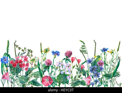 Panoramic view of wild meadow flowers and grass on white background. Watercolor hand drawing border with flowers and herbs. Stock Photo