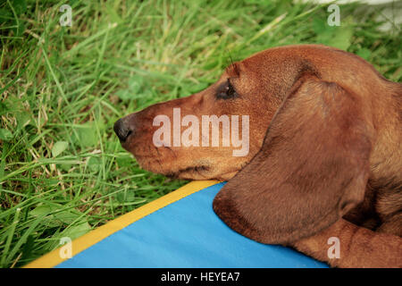 Dachshund resting in the garden Stock Photo