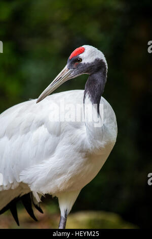 Portrait of a red-crowned crane, Grus japonensis, or Manchurian crane. In East Asia it is known as a symbol of luck, longevity and fidelity. Stock Photo