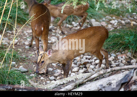 A group of Reeves's muntjac, Muntiacus reevesi, grazing in the underwood. This little deer is native of southeastern China and Taiwan Stock Photo